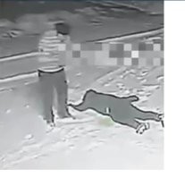 Это обоссум, дальний родственник опоссумов.