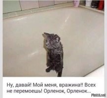 Забавные фото животных во время и после мытья