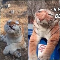 Тигра на вид  прям нарзаном измученный