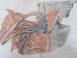 амеры радостно "схавали" все результаты бесчеловечных экспериментов...
примерно аналогичная ситуация была и с немецким анатомическим атласом Пернкопфа
равных ему по детализации нет до сих пор
все нейро- и сосудистые хирурги пользуются, да и остальные тож....
а сделаны эти 4 тома на узниках концлагерей....