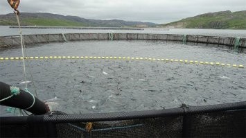 Хорошо когда это всё натуральное, природное или своё - взять хотя бы лосось. Тот полезный, который в море плавает и креветку кушает, а то, что у нас на прилавках - это искусственно выращенный и откормленный комбикормом со всякими е-добавками и красителями. Или взять зелень - брокколи-шмокколи, она хороша, когда с собственного огорода, а чем её поливают на фермах для большей массы и роста, одному Богу известно, ну и фермерам естественно.