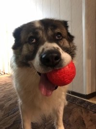 Как игрушка: щенок пытается сохранять спокойствие на приёме у ветеринара