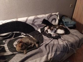 Мои дружные ))) Иногда бесятся конечно, но без всяких погромов.