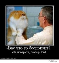 Как игрушка: щенок пытается сохранять спокойствие на приёме у ветеринара