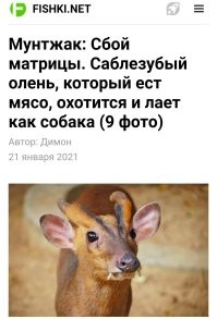 Олень ворвался в мясную лавку в США