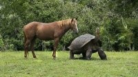 Обычный подсолнух, только вырос в тени.



А здесь игры с перспективой.