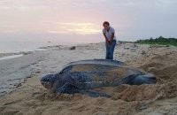 Обычный подсолнух, только вырос в тени.



А здесь игры с перспективой.