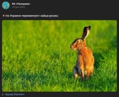Верховная Рада запретила называть зайца "русаком"