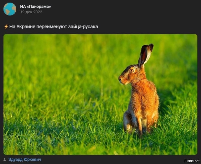 Верховная Рада запретила называть зайца "русаком"
