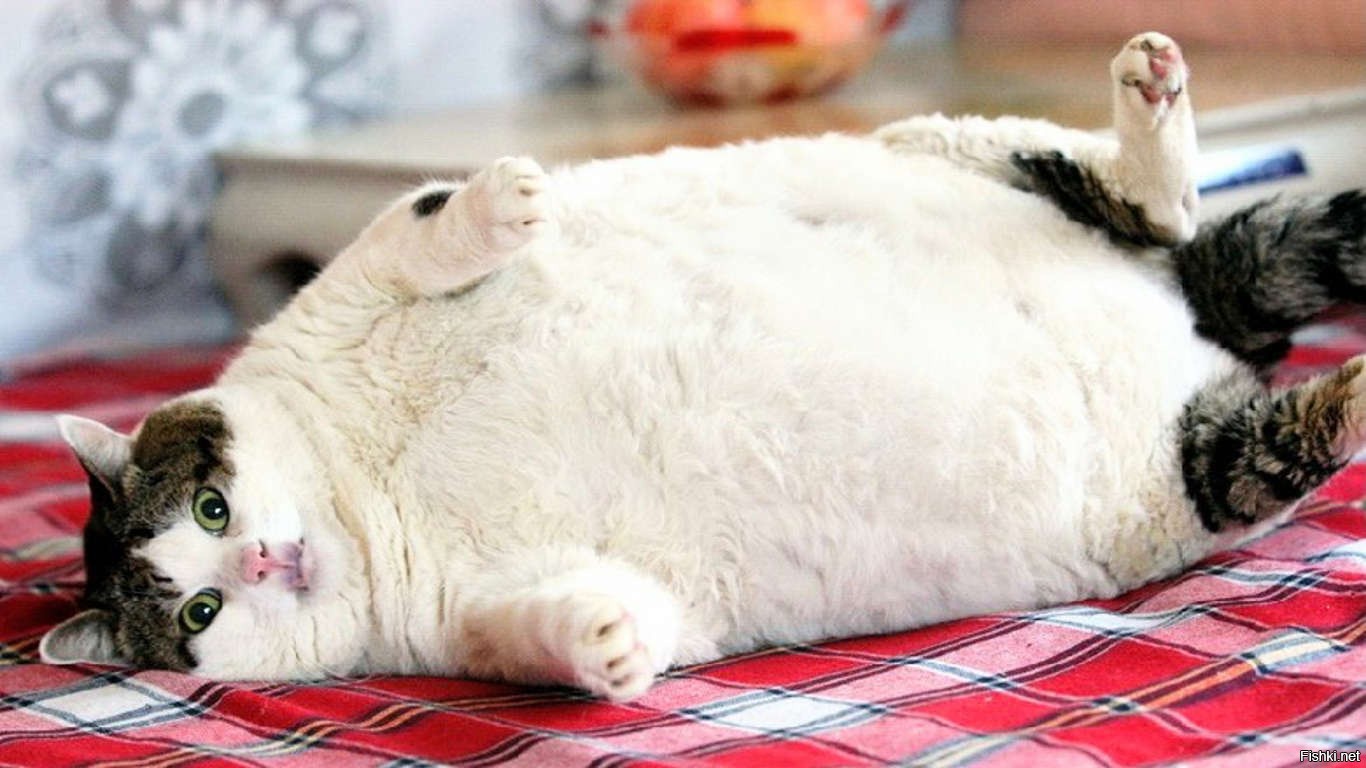 Самая толстая кошка