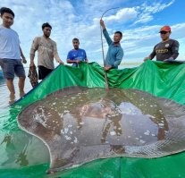 На фото автора не пресноводный, а морской скат...
Пресноводный этот -