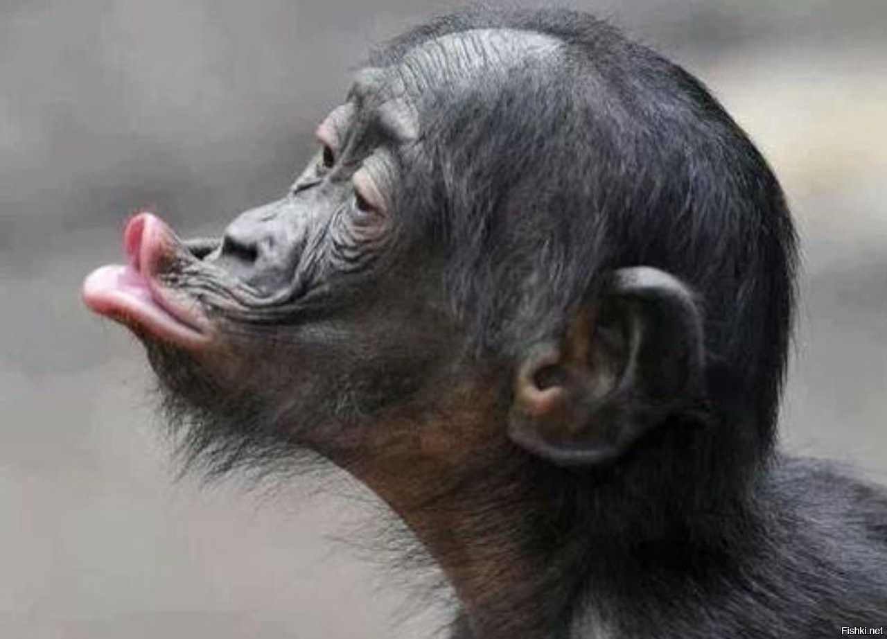 Дай смешные картинки. Обезьяна с губами. Смешные картинки. Обезьяна с большой губой. Поцелуй шимпанзе.