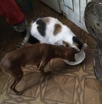 Не мои. У знакомых. 
Не мог не сфотографировать.