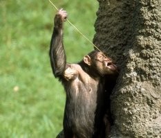 Муравьи покусали.