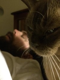 30 котов-чудиков, которые ведут себя максимально странно