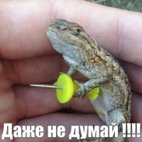 Супруги нашли в холодильнике ящерицу, больше недели прожившую в пачке шпината
