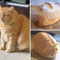 «Мясоед, козерог и семьянин»: нейросеть нарисовала портреты покупателей «Пятëрочки» и «Перекрëстка»