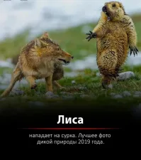 "Не пугай меня!": кот зевнул рядом с хомяком, напугав до чёртиков