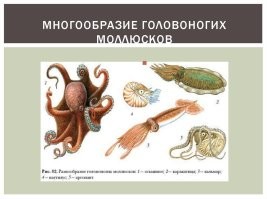 Ваня, тебе что каракатица, что кальмар. Всё едино...   Она хотя и головоногая, но всё же не кальмар.