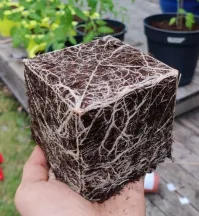 А ведь действительно: идеально