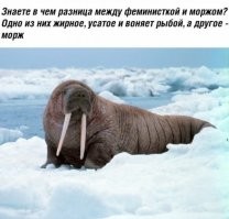 Мемы о радикальном феминизме и их представительницах
