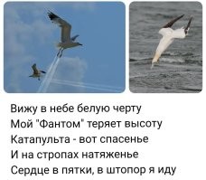Boeing столкнулся с птицей при заходе на посадку. В Сети появилось видео из кабины пилота