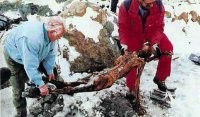 << Венера Милосская провела целые столетия под землей на греческом острове Милос. Ее нашел крестьянин, который пытался добыть блоки мрамора для строительства. >>>

Находка Венеры греческим крестьянином по имени Йоргос Кентротас - всего лишь наиболее распространённая версия.

<<< В 1935 году рабочим монастыря поручили перенести гипсовую статую Буддыt >>>

Т.е. их не смутило, что гипсовая статуя явно тяжелее, чем положено быть сделанной из гипса?

"Во время правления короля Рамы III статуя была перевезена в Бангкок и установлена в храме Ват Пхраякрай, заброшенном в начале 1930-х годов. Затем статуя, всё ещё в гипсе, была переведена во временное хранилище. 

До 1957 года на статую особо не обращали внимания - до тех пор, пока она не была перевезена на новое место.

Согласно слухам, во время перевозки начался дождь, перед которым статуя из-за своего веса ещё и упала с перевозившего её крана; она была укрыта от дождя, но вода всё равно смыла покрытие с одного из участков в достаточной степени, чтобы один из монахов заметил странный блеск; или же, по другой версии, от падения образовалась обнажившая золото трещина."

<<< Пещерный человек во льду >>>

Этци - мумия человека эпохи медного века, обнаруженная в 1991 году в Эцтальских Альпах в Тироле в седловине Хауслабьох, на высоте 3200 метров, в результате сильного таяния льда. Возраст мумии, определённый радиоуглеродным методом, составляет примерно 5300 лет.





<<< Заскучав, мальчик начал играть палкой в песке и наткнулся на каменную ступеньку >>>

Вечером 2 ноября 1922 года, Картер приказал рабочим начинать сносить хижины. Под одной из лачуг рабочие обнаружили каменную ступеньку. Она находилась всего в 13 футах от входа в гробницу Рамсеса VI. К вечеру 5 ноября стало ясно, что это вход в неизвестную гробницу."