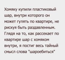 "Не пугай меня!": кот зевнул рядом с хомяком, напугав до чёртиков