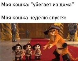 Если через неделю, то ищи кота в доме. Срок беременности кошек 2-2,5 месяца