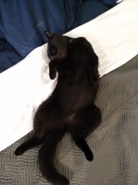 Моя тоже любит развалиться там где стоит))). Уличные потеряшки, вообще, самые добродушные.