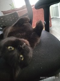 Моя тоже любит развалиться там где стоит))). Уличные потеряшки, вообще, самые добродушные.