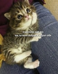 Свою "кошильду" подобрал рядом с мусоропроводом... Теперь ( скоро 10 лет), когда "плохо себя ведёт", грожусь "отправить на "историческую родину""... Как ни странно, действует