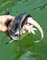 <<< чуть не проглотил >>>

Т.е. когда вот это всё поймали - броненосец был живой?