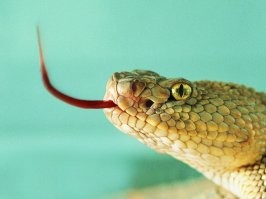 Девушка с впечатляющим размером языка