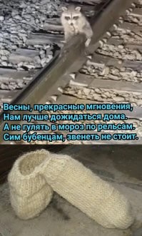 Работник поезда заметил енота, который примёрз к рельсу причинным местом