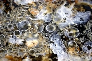 Постели старый ковёр на землю и получи ароматизатор воздуха в подарок.