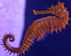 15 животных, чьи генетические аномалии заставляют усомниться в реальности их существования