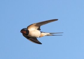 Как деревенская ласточка(касатка) способна сожрать дайвера?