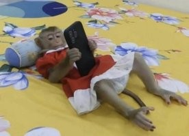 Откуда у тебя фото моей жены?