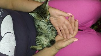 Мои дачники )))) Разница год у них, но подружились без проблем. Теперь иногда гоняют друг друга по очереди по квартире, а на даче летом мышей таскают каждый день