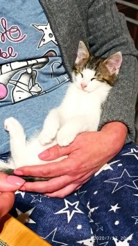 Мои дачники )))) Разница год у них, но подружились без проблем. Теперь иногда гоняют друг друга по очереди по квартире, а на даче летом мышей таскают каждый день