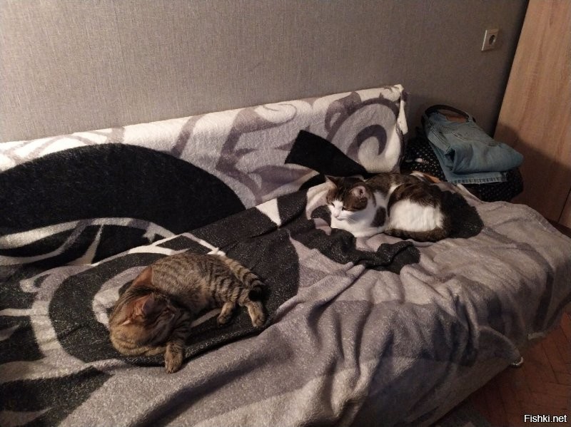 Минутка добра: 30 фото спасённых животных, которые греют душу
