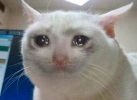 Жестокая пытка: кот не может добраться до колбасы