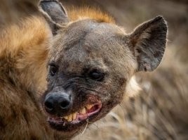 Тотем для польши