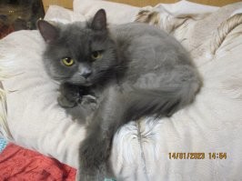 Жалко их всех.
Одного с улицы жена подобрала в -35. Прожил у нас 9 лет, много болячек было, лечили, пытались.
Ещё одного взял у товарища на работе, там кошка котят принесла.
Сейчас он у нас самый старший, ему будет 7 лет скоро. Большой толстый трус.
Полтора года назад взяли с передержки котю. Добрые люди выловили из подвала двух малышей. Рыжего забрали до нас, нам чёрный достался. Очень ласковый, спать утром не даёт песнями и танцами.
Полгода назад взяли рыжика с передержки у тех же хороших людей.
Его пришлось лечить, капали глазки, кололи уколы. Сейчас здоровый резвый бандит.
Есть ещё длинношёрстый британец. Тоже забрали из неблагополучной обстановки, живёт с моей мамой. Освоился там, год как уже. Важный, хозяйничает везде.