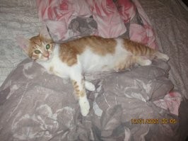 Жалко их всех.
Одного с улицы жена подобрала в -35. Прожил у нас 9 лет, много болячек было, лечили, пытались.
Ещё одного взял у товарища на работе, там кошка котят принесла.
Сейчас он у нас самый старший, ему будет 7 лет скоро. Большой толстый трус.
Полтора года назад взяли с передержки котю. Добрые люди выловили из подвала двух малышей. Рыжего забрали до нас, нам чёрный достался. Очень ласковый, спать утром не даёт песнями и танцами.
Полгода назад взяли рыжика с передержки у тех же хороших людей.
Его пришлось лечить, капали глазки, кололи уколы. Сейчас здоровый резвый бандит.
Есть ещё длинношёрстый британец. Тоже забрали из неблагополучной обстановки, живёт с моей мамой. Освоился там, год как уже. Важный, хозяйничает везде.