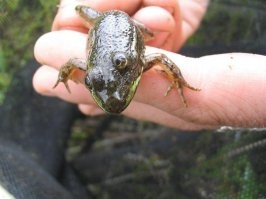 Все мы после 2022-го эта лягуха...