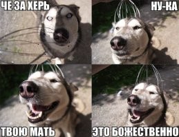 Фотоприколы и прикольные картинки