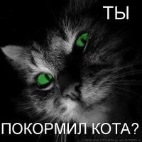 Голодный кот хочет, чтобы его покормили