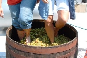 Более 10 лет назад видел, как делают вино в Грузии, в деревне, для собственных нужд. Большинство хозяйств имеют прессы, ручные или с электроприводом. Главное условие-пресс не должен давить косточки, это отразится на качестве вина. Но есть и такие, кто до сих пор  давит ногами, в резиновых сапогах или без. На вкусовых качествах вина это не отражается никак. Другое дело, что попивая стаканчик саперави, ты можешь думать, что его давила 18 летняя красавица, а на деле, трудилась 70 летняя бабка)